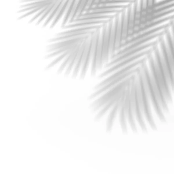 Efecto Superposición Sombra Palma Fondo Abstracto Con Sombras Hojas Tropicales —  Fotos de Stock