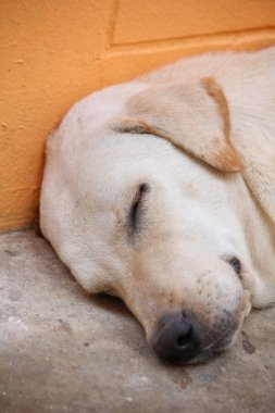 Labrador köpeğini kapat.