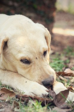 Labrador köpeğini kapat.