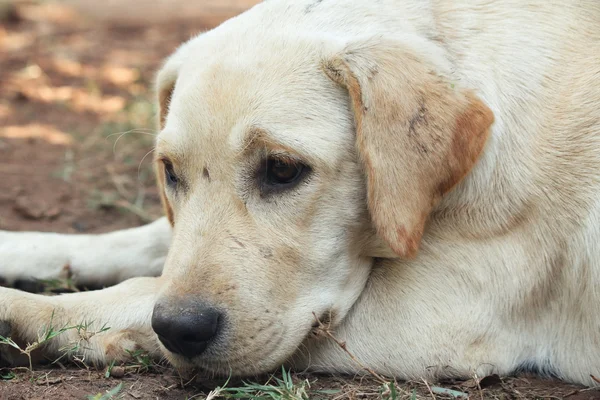 拉布拉多犬的近身 — 图库照片