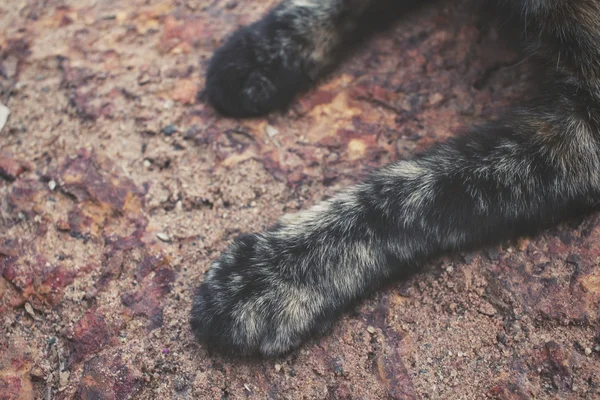 Primo piano dei piedi del gatto — Foto Stock