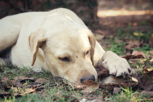 Närbild av labrador hund — Stockfoto