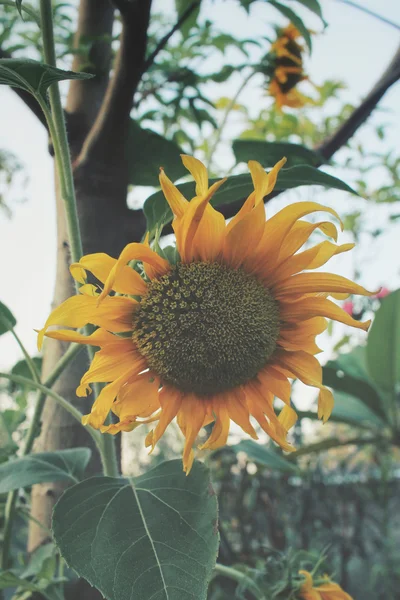 Primo piano dei girasoli — Foto Stock