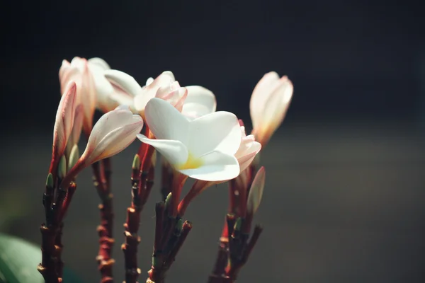Fiore frangipani bianco su albero — Foto Stock