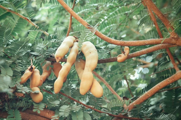 木の上のタマリンド — ストック写真