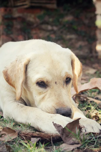 Közelkép labrador kutya — Stock Fotó