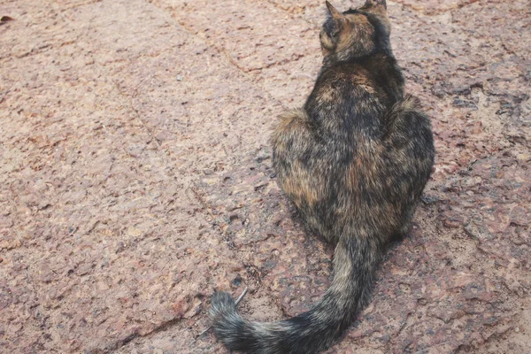 Kedi bakmaktan yakın çekim — Stok fotoğraf