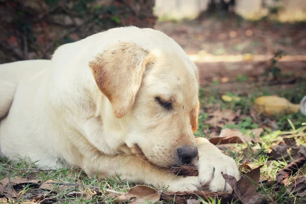 Primer plano de perro labrador —  Fotos de Stock