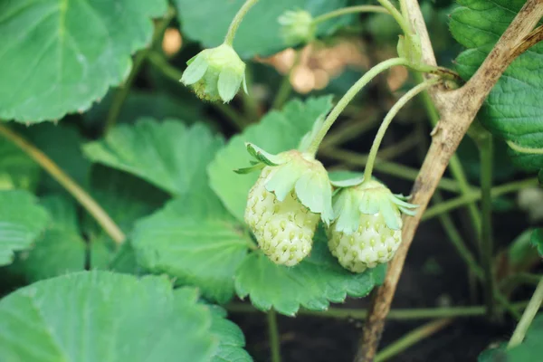 Verse aardbeien in de tuin — Stockfoto