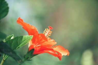 Hibiscus çiçek - portakal çiçeği