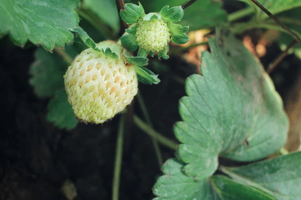 Verse aardbeien in de tuin — Stockfoto