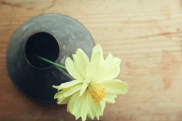 Gele kosmos bloemen in een vaas — Stockfoto