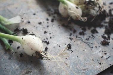 Toprak ile taze soğan