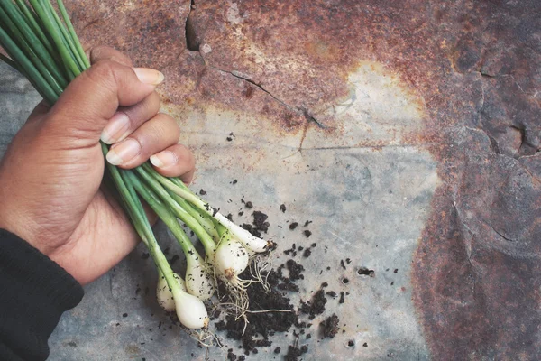 Spring onions with soil — Stock Photo, Image