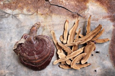 Ganoderma Lucidium - ling zhi mantar.