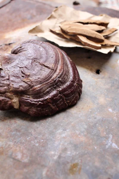 Ganoderma lucidum - Ling zhi mushroom. — Stock Photo, Image