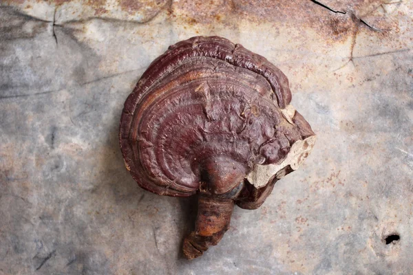 Ganoderma lucidum - ling zhi paddestoel. — Stockfoto