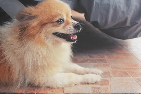 Primo piano del cane chihuahua — Foto Stock