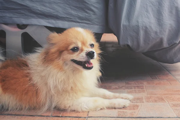 Close up of chihuahua dog — Stock Photo, Image