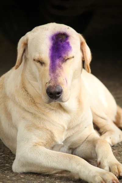 Close up de cão labrador — Fotografia de Stock