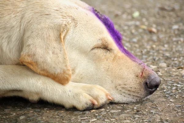 Close up of labrador dog — Stock Photo, Image