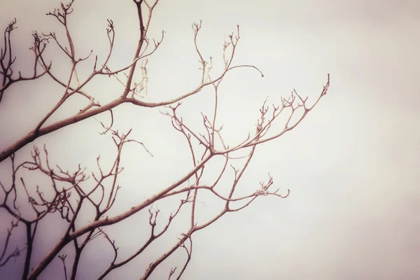 Branches de l'arbre — Photo