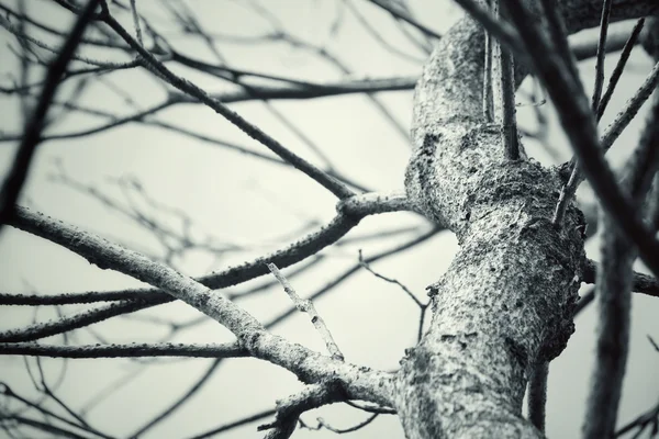 Branches of the tree — Stock Photo, Image