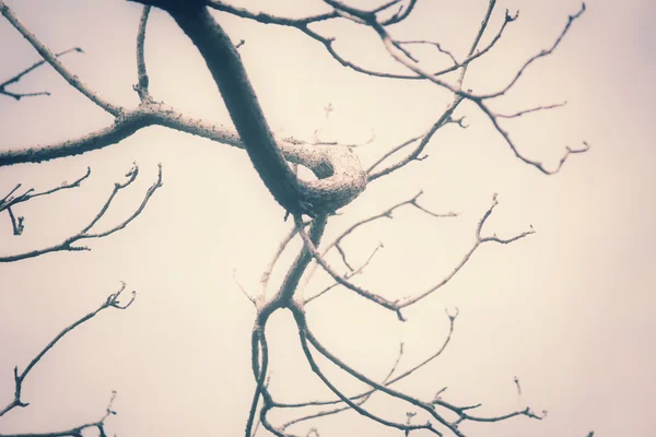 Branches de l'arbre — Photo