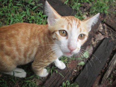 Yavru kedi yakın çekim