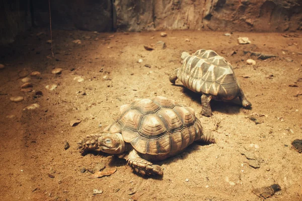 거북의 근접 사진 — 스톡 사진