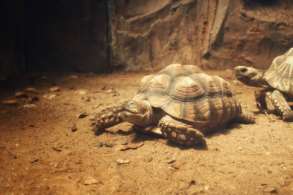 Närbild av sköldpadda — Stockfoto