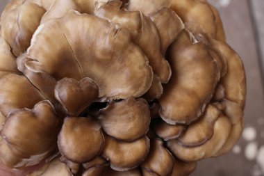 Miyake mantar yakın çekim 