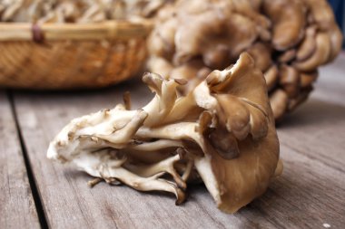 Miyake mantar yakın çekim