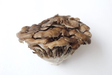 Miyake mantar yakın çekim