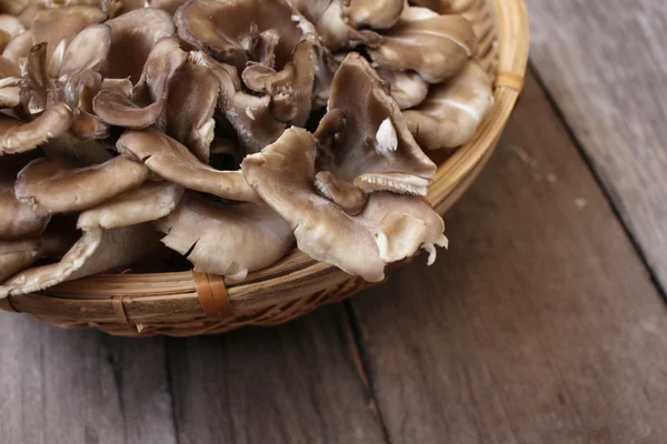 Primo piano dei funghi miyake — Foto Stock