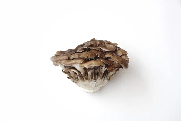 Close up de cogumelos miyake — Fotografia de Stock