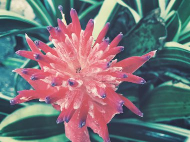 Kırmızı çiçekleri kapat.