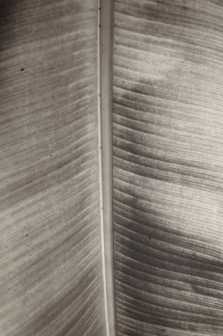 muz yaprakları yakın çekim