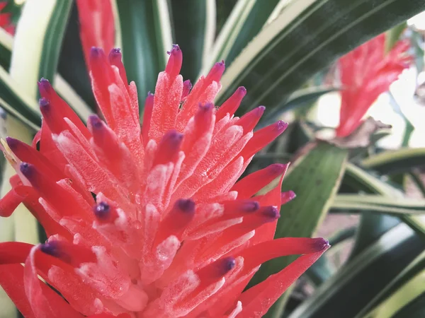 Gros plan de fleurs rouges — Photo