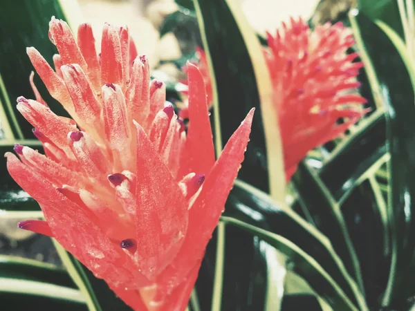 Sluiten van rode bloemen — Stockfoto