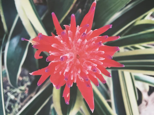 Sluiten van rode bloemen — Stockfoto