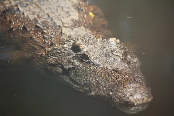 Fechar de crocodilo — Fotografia de Stock