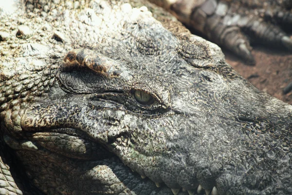 Close up of crocodile — Stock Photo, Image