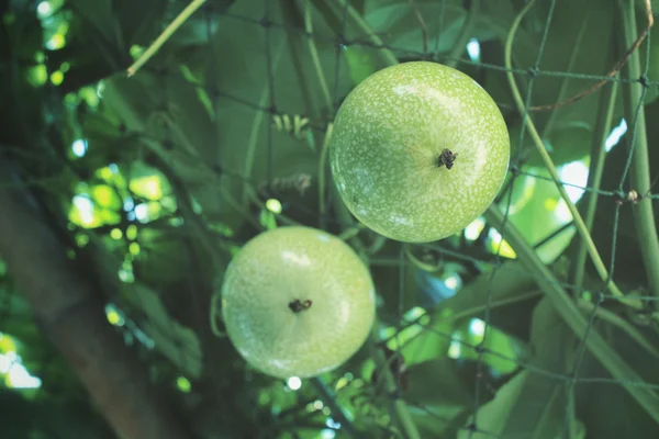 Närbild på passion fruktträd — Stockfoto