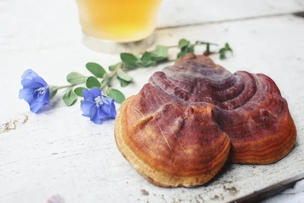 Ganoderma lucidum tea - Ling zhi mushroom. — Stock Photo, Image