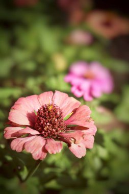 Baharın güzel pembe çiçekleri