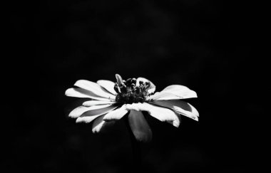 Siyah ve beyaz bahar çiçekleri