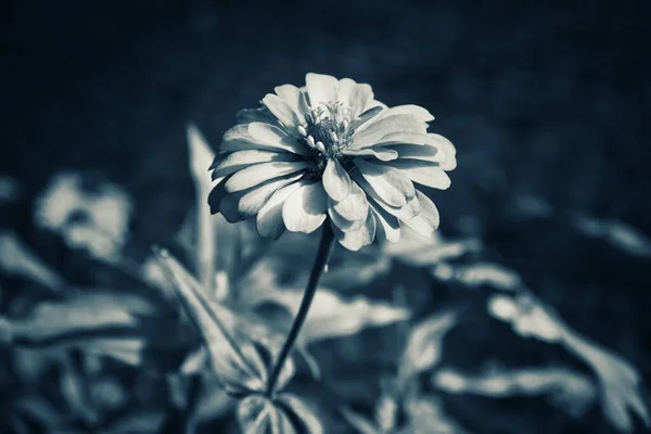 Fleurs Printanières Noires Blanches — Photo