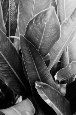 Siyah ve beyaz tropikal yapraklar