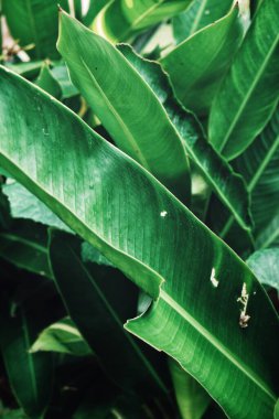 Yeşil tropik yaprakların güzelliği